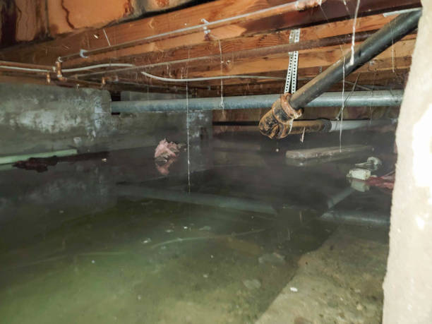 Best Carpet water damage restoration  in Baxter Village, SC